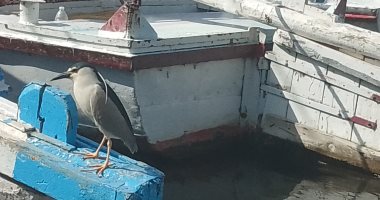 مصر تحتفل باليوم العالمى للطيور المهاجرة والتنوع البيولوجى من قلب النيل.. وزيرة البيئة تدعو لتوحيد الجهود لحماية واستدامةالطبيعة خلال جولة نيلية.. وتؤكد: فرصة حقيقية للتوعية والتعايش مع الطبيعة.. صور