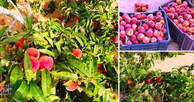 الخوخ السيناوى ملك فاكهة أرض الفيروز.. أشجاره تنمو على مياه المطر.. ثماره طبيعية بدون إضافات كيماوية أوهرمونات.. مناطق زراعته الشيخ زويد ورفح.. وقطف إنتاجه فى شهرى مايو ويونيو وينقل من سيناء لكل المحافظات