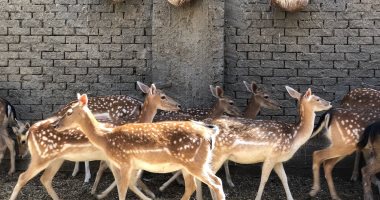 ملايين ماشية على الأرض.. مزرعة الغزلان مشروع العُمر الكيلو بـ400 جنيه.. فيديو وصور