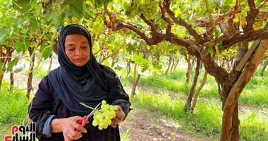أخضر وأصفر وأحمر كمان.. موسم حصاد العنب يرسم البهجة فى مزارع الأقصر