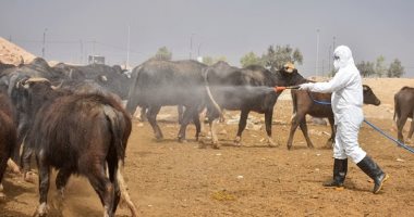 الصحة العراقية: ارتفاع أعداد الإصابات بالحمى النزفية إلى 170 حالة