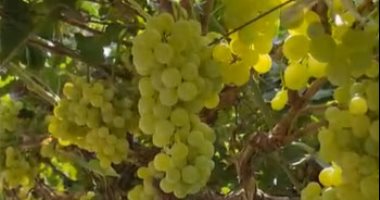 "الحجر الزراعى" يعلن زيادة صادرات مصر من العنب والتوم والفراولة