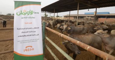 الأورمان تطلق حملة صكوك الأضاحى لدعم الأسر الأكثر احتياجاً