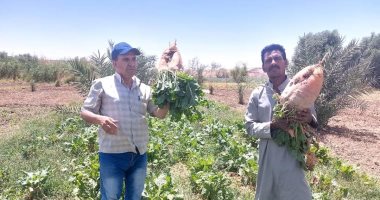 زراعة الوادي الجديد: إجراء تقييم إنتاج بنجر العلف واختيار الحقول الإرشادية.. صور