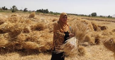 زراعة الوادى الجديد: توريد 367 ألف طن قمح للصوامع والشون بالمحافظة.. صور