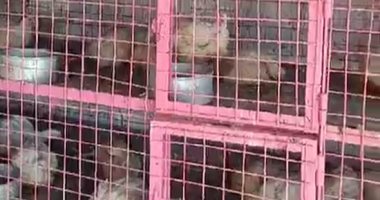 كيلو الفراخ بـ35 جنيها والطماطم بـ8..سعر الدواجن والخضار فى النازل بالمنوفية ..فيديو