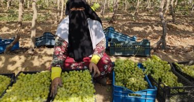 "على بياعين العنب".. انطلاق موسم قطف عناقيد اللؤلؤ الأبيض بالشرقية