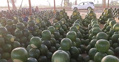 افتح ودوق.. بطيخ سوهاج على كل شكل ولون والسعر من جنيه لـ 25.. فيديو