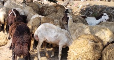 اعرف مواصفات وأنواع الخرفان وإزاى تختار علشان ما حدش يضحك عليك.. فيديو