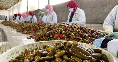 فلفل الصعيد رايح أوروبا.. كواليس "تخليل الفلفل الهالبينو" بالأقصر.. صور