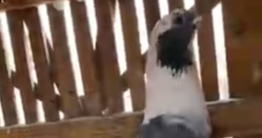 أنا قلبي برج حمام.. البنفسجى الزنان والبلق نوادر الحمام.. الطير غواية مش هواية.. (فيديو)