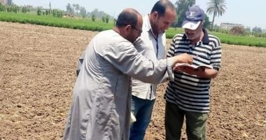 مسئولى مدينة الشهداء بالمنوفية يواصلون حصر الأراضى المزروعة بالقمح