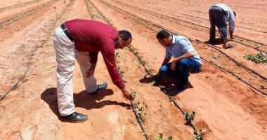 الانتهاء من زراعة 15 فدان بطاطا بمركز الداخلة ضمن مبادرة "رغيف خبز البطاطا"
