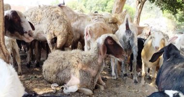 الجيزة: حظر ذبح الأضاحى بالطريق العام و5 آلاف جنيه غرامة على المخالفين