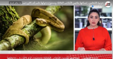 جزيرة الثعابين تسكنها ملايين الأفاعى القاتلة وممنوع على أى كائن حى دخولها (فيديو)