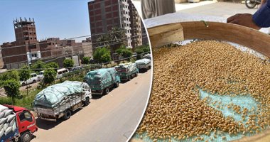 تحرير محاضر ضد المزارعين بكمية 7539 أردب قمح وغرامات 13.3 مليون جنيه بالأقصر