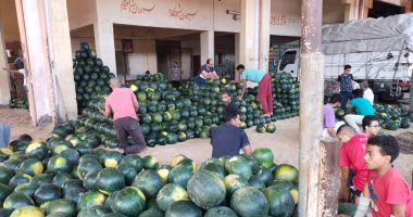 البطيخ "هرم" فى سوق الجملة ببنها.. الجيزة الأجود والسكاتا اليابانى ومصر1 بالمرتبة الثانية.. المعلم أيمن يكشف أسرار أبو حمار وحلاوة: "موسم كثيف العمالة والكل بيرزق وبنعمل مزاد يومى".. وكفرالشيخ الأولى فى الإنتاج