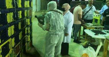 تأمين بيطرى لسباق الحمام الزاجل فى الزقازيق بالشرقية.. صور