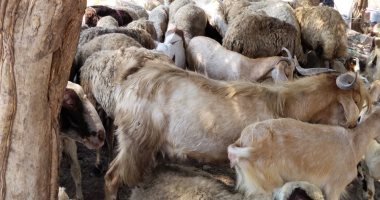 لو ناوى تضحى فى العيد اعرف إزاى تختار..نصائح من أكبر سوق مواشى ببنها (فيديو)
