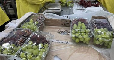 العنب بيلمع فى محطة الأقصر للتعبئة والفرز والتبريد لتجهيزه قبل التصدير