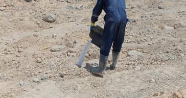 زراعة الإسكندرية: رش 11 قطعة أرض بحي وسط بالمبيدات لمكافحة النمل الأبيض