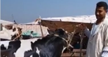 "نظيفة ومش عيانة".. إزاى تختار الأضحية من سوق المواشى بالشرقية.. لايف