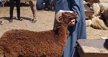 تعرف على أسعار الأغنام والخراف فى سوق المواشى بالشرقية.. لايف 