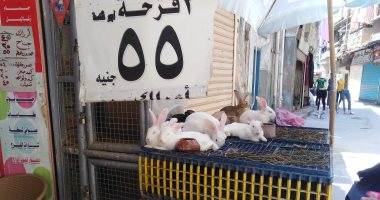 سوق الطيور ينتعش بدمياط.. الفراخ بـ 38 جنيه و الأرانب 50 والبط 70 جنيها 
