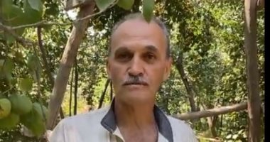 ذهب الفاكهة المسكّر.. شوف ازاى بيجمعوا المشمش من على الشجر فى القليوبية
