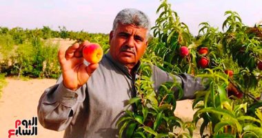 خيرات أرض الفيروز.. مزارع شمال سيناء تجود بفواكه صيفية بطعم الطبيعة