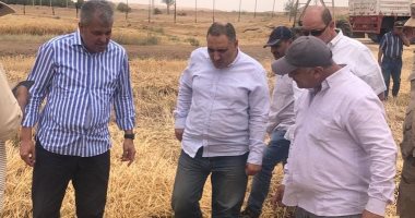 قطاع الأعمال: حصاد 1525 فدان قمح وزيادتها إلى 6 آلاف فدان الموسم المقبل