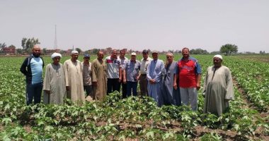 ندوات إرشادية لمزارعى القطن بقرى الشرقية للنهوض بالمحصول.. صور