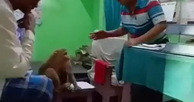 قرد ورضيعه يلجآن لعيادة طبيب فى الهند لعلاج جروحهما.. فيديو وصور