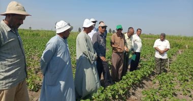 عباد الشمس يزين حقول قرية جلبانة بالقنطرة شرق فى الإسماعيلية .. صور