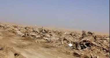 آلاف الحمير النافقة والهياكل العظمية بطريق القاهرة أسيوط الغربى.. لايف