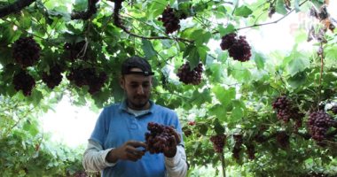 الغرفة التجارية: تراجع أسعار أصناف العنب الأصفر لـ 4.5 جنيه في سوق الجملة