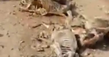 محافظ الفيوم يوجه بسرعة التعامل مع هياكل الحمير بطريقى أسيوط الغربى والإقليمى