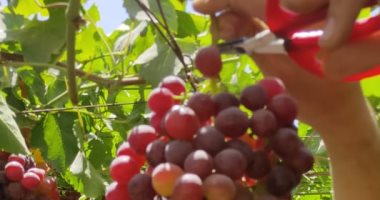 مزارع العنب فى البحيرة تواصل الجنى والتصدير وجلب الدولار.. صور