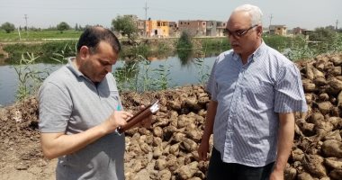 الزراعة تتابع توريد محصول البنجر لمصانع السكر فى كفر الشيخ