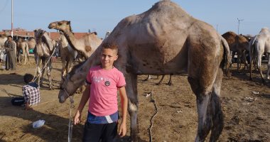 اعرف إزاى تختار أضحية العيد من داخل أكبر سوق جمال بالشرقية.. بث مباشر