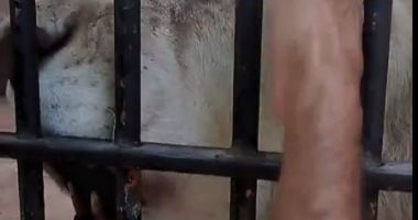 مشهد يحبس الأنفاس.. حارس بيت السباع يضع يده داخل فم الأسد.. فيديو