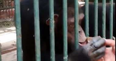 آيس كريم للشمبانزى علشان الحر.. روتين "إنجى ودودو" لمواجهة الشمس والحرارة.. فيديو