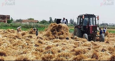 محافظ كفر الشيخ: توريد 230 ألفا و579 طنا و224 كيلو قمحا بـ23 منفذاً