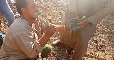 "البيطار" يواجه الانقراض.. مهنة تقليم حوافر الدواب وحمايتها بالحديد.. صور