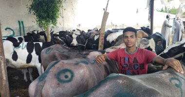 تعرف على أسعار الأضاحي فى أكبر سوق للمواشى ببنها.. فيديو