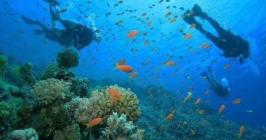 الجنة فى أعماق البحر الأحمر.. إقبال السياح على مواقع الغوص لمشاهدة الكائنات البحرية.. الألمان والإيطاليون والبولنديون يصلون خصيصًا للغوص فى أعماق الفنستون والأخوين.. ونشاط لرحلات السفارى البحرى بمرسى علم.. صور