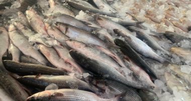 الحريت بـ50 جنيها والبياض 70 والقاروص 170.. أحلى سمك فى حلقة الغردقة.. فيديو