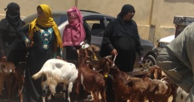 انطلاق الحملة القومية لتحصين الأغنام ضد طاعون المجترات الصغيرة بقنا