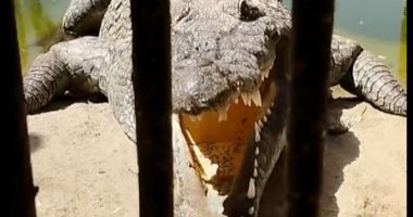 القاتل الهادئ.. شوف ازاى تماسيح حديقة الحيوان بتكون شبه التماثيل المحنطة قبل الافتراس