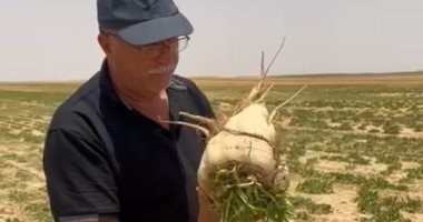 الزراعة: بدء موسم حصاد البنجر فى مشروع غرب غرب المنيا